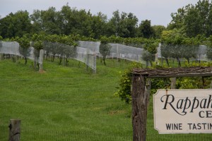 Rappahannock Cellars Winery