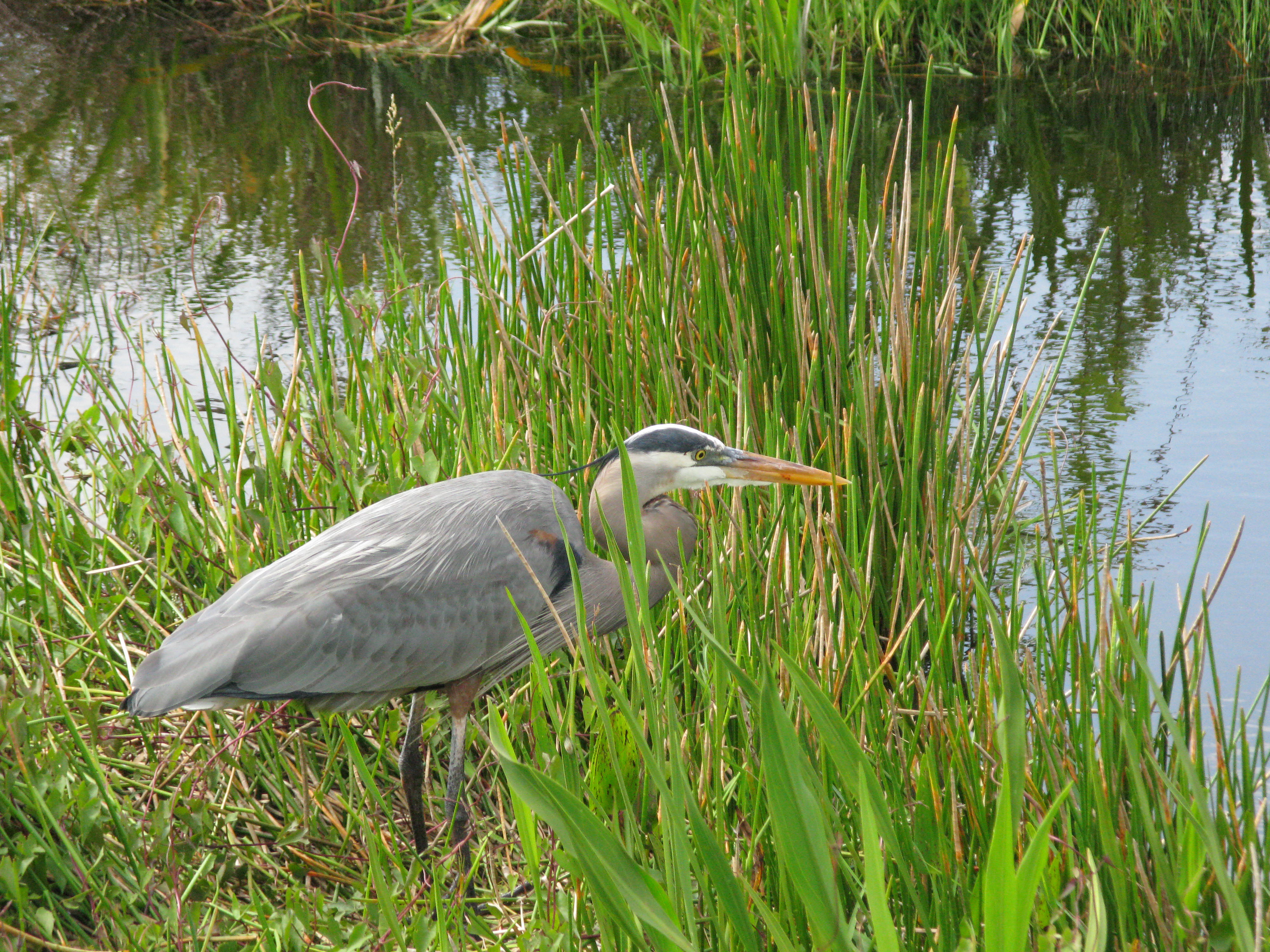 Florida Spring break 08 072