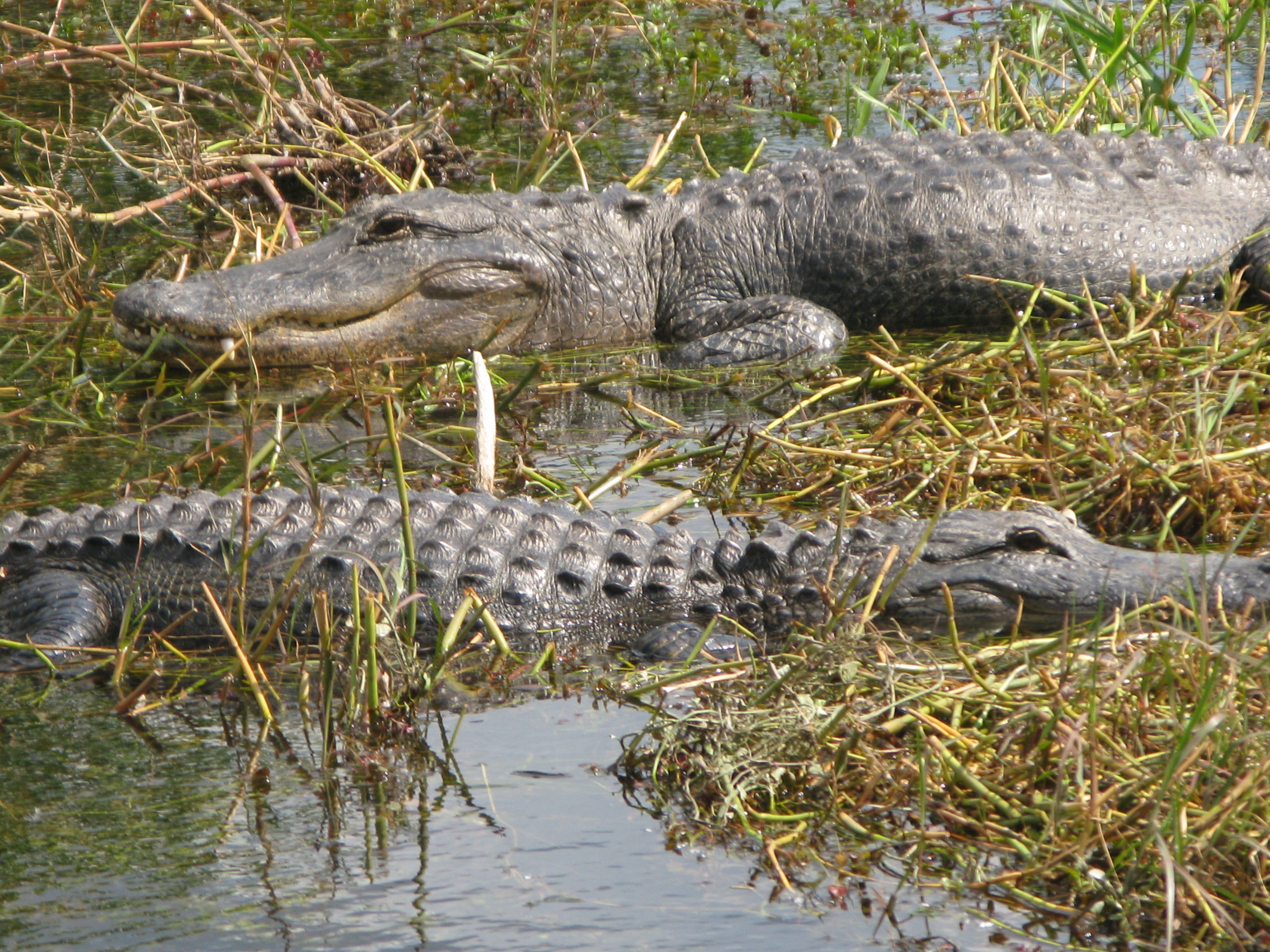 Ocean Reef 2010 (125)