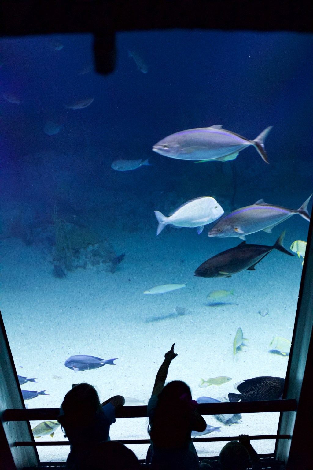 The National Aquarium, a Magical Undersea&nbsp;World