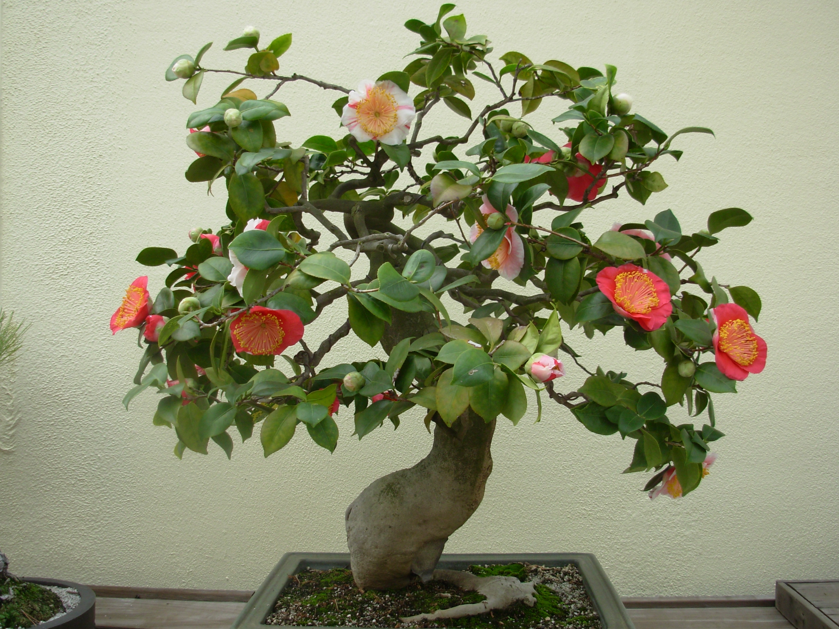 arboretum-and-science-fair-jan-07-015