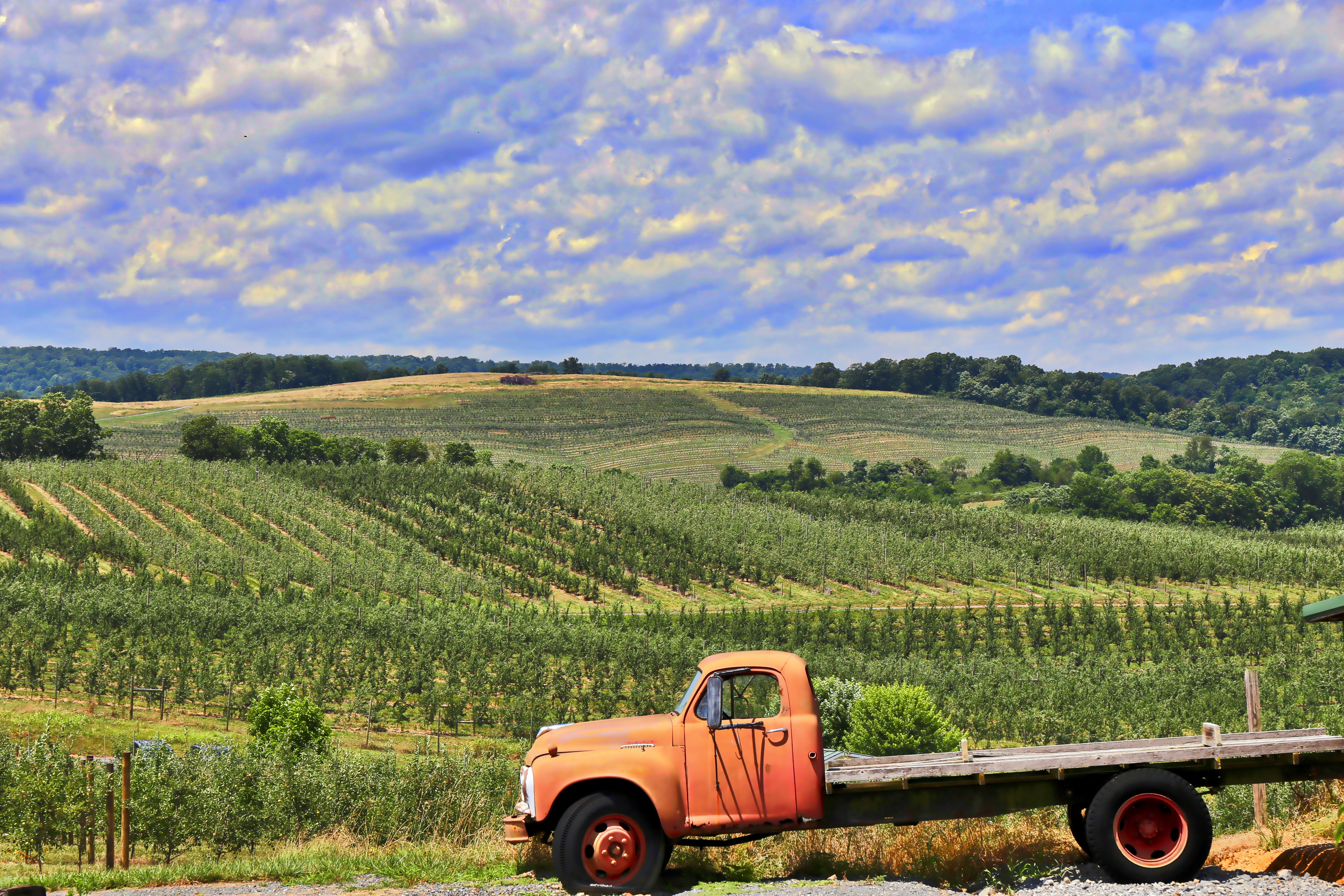 Shenandoah Valley Fields of Gold Trail2