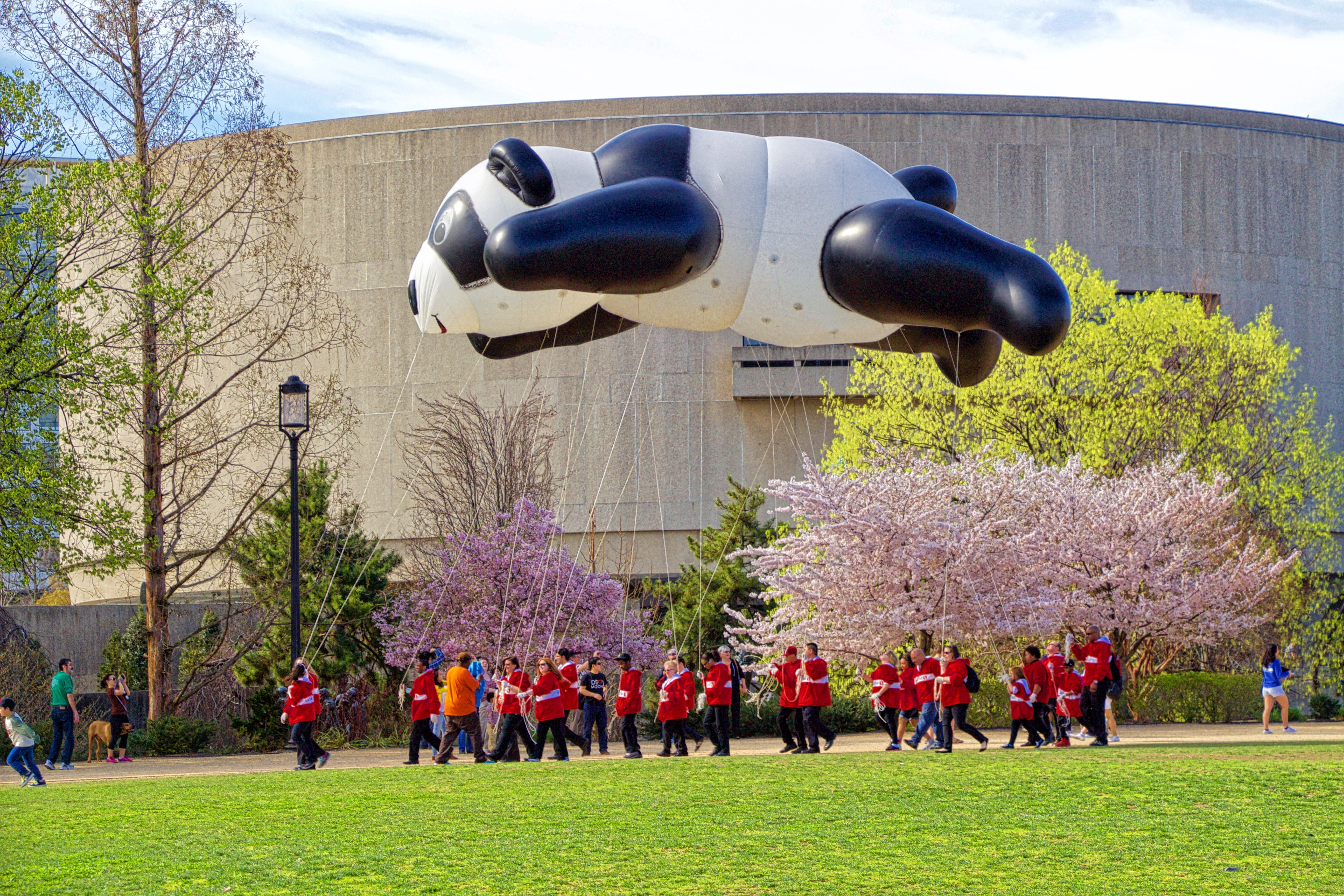 National Cherry Blossom Festival History and 2024 Events – Travel and Dish