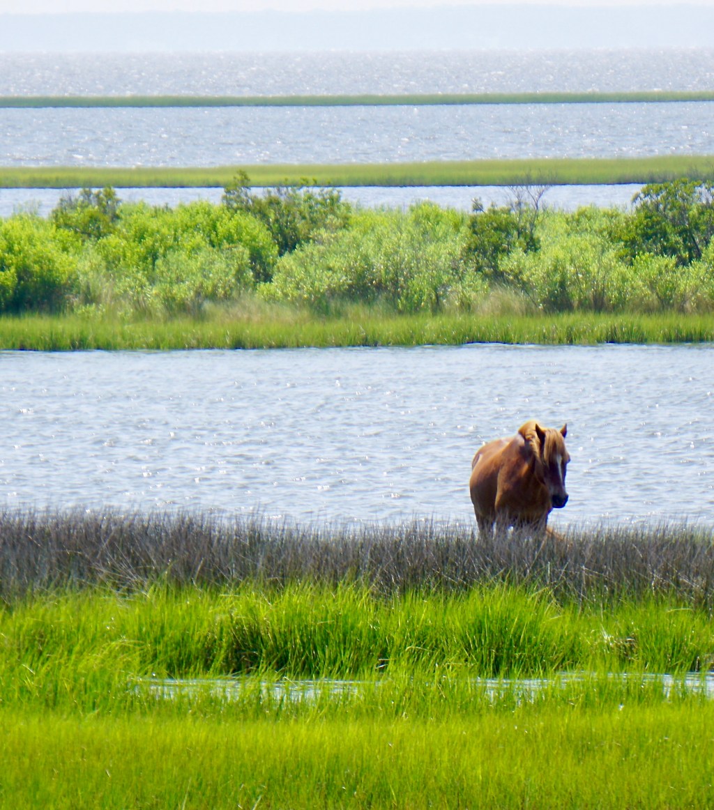 Best Chesapeake Bay, Assateague and Delmarva Beach vacations this&nbsp;summer